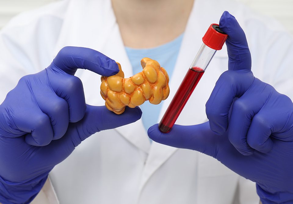 Endocrinologista mostrando modelo de glândula tireoide e amostra de sangue em tubo de ensaio.